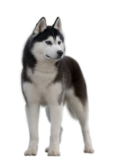 Siberian Huskies Can Make Wonderful Companions For People Who Are Aware Of What To Expect From These Beautiful And Intelligent Animals And Are Willing To Hdpng.com  - Husky, Transparent background PNG HD thumbnail