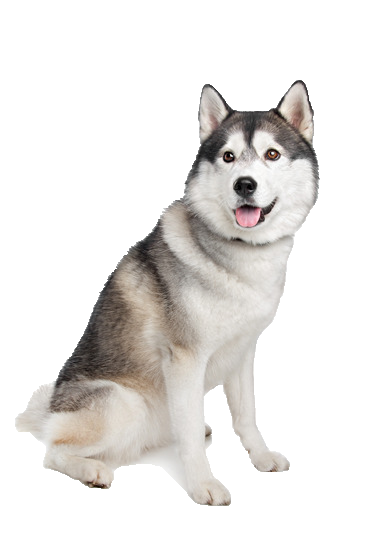 Siberian Husky   Beds, Collars And Accessories - Husky, Transparent background PNG HD thumbnail