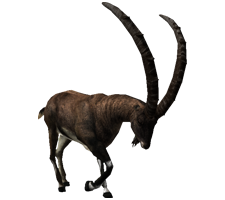 File:Walia ibex illustration 