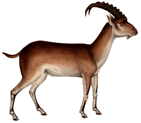 Ibex Nilgiritragus hylocrius