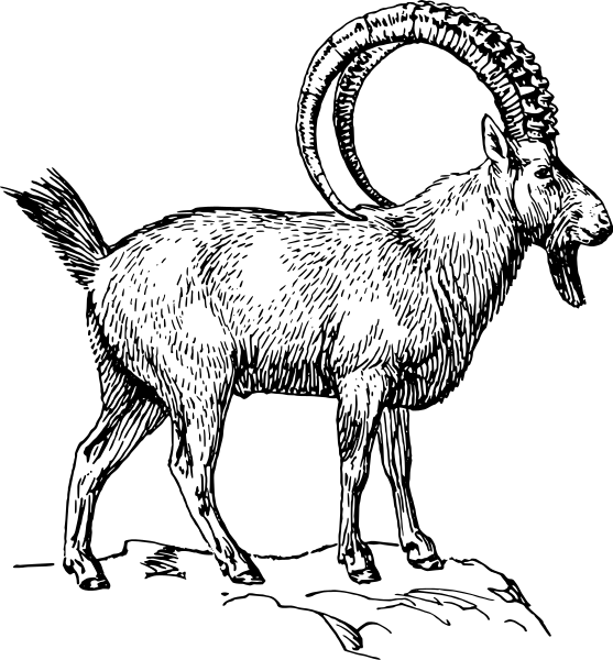 File:Apline Ibex (Male).png