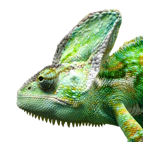 Download Iguana Face Png Image - Iguana, Transparent background PNG HD thumbnail