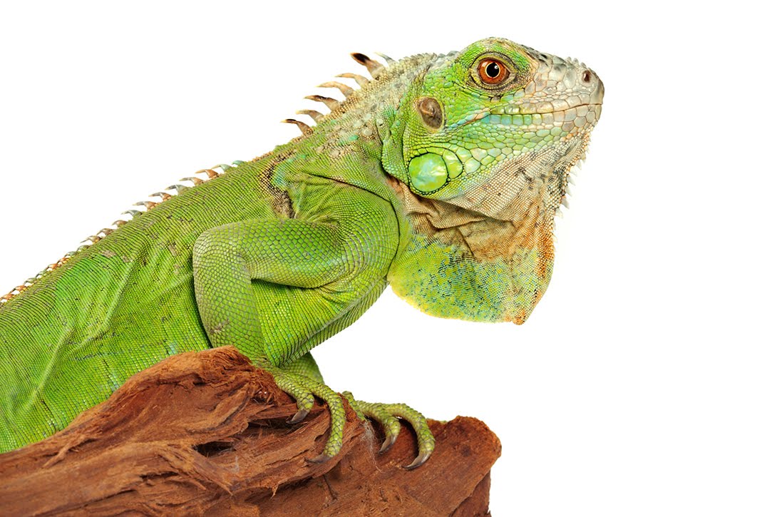 Iguana, Animal, Lizard, Green