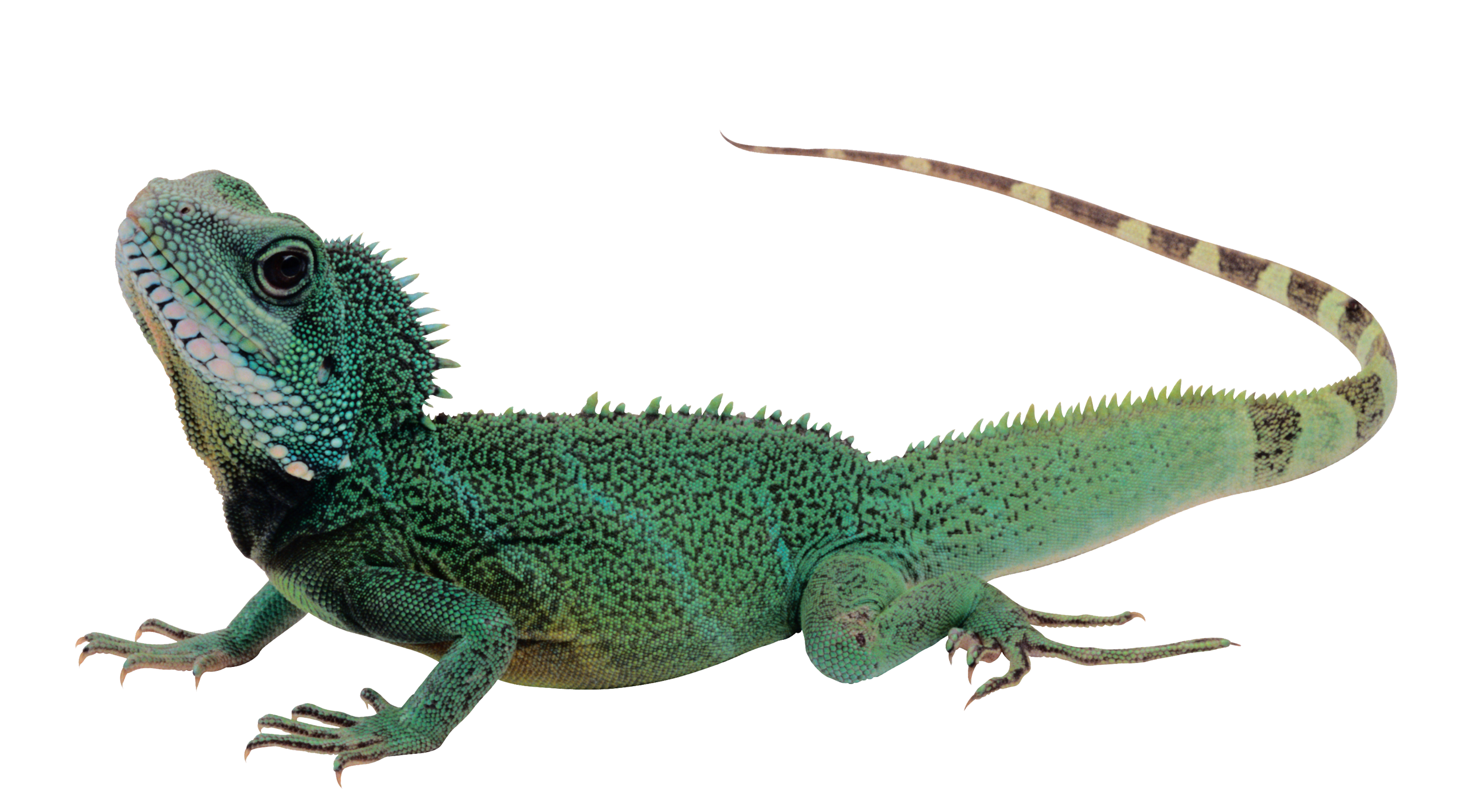Lizard Png - Iguana, Transparent background PNG HD thumbnail