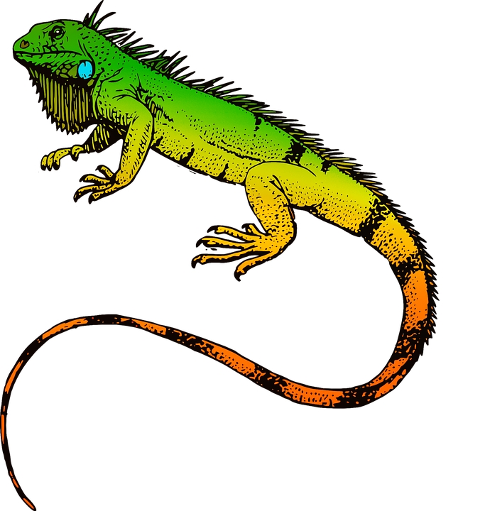 Reptiles, Iguana, Animal, Nature, Lizard, Wild - Iguana, Transparent background PNG HD thumbnail
