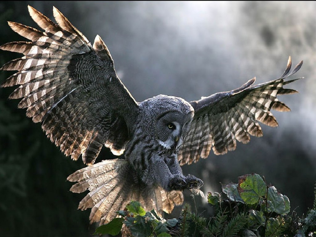 90Df9A9.png - Images Owls, Transparent background PNG HD thumbnail