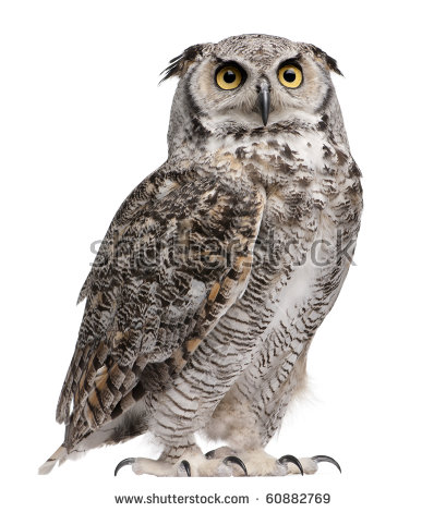 Images Owls Png Hd - Great Horned Owl, Bubo Virginianus Subarcticus, In Front Of White Background, Transparent background PNG HD thumbnail