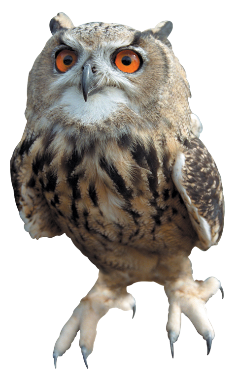 Images Owls Png Hd - Owl Free Download Png Png Image, Transparent background PNG HD thumbnail
