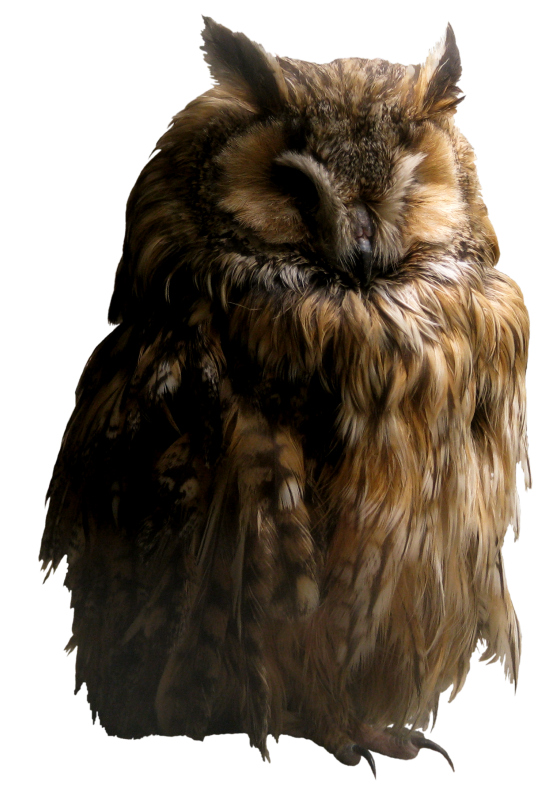 Owl Png - Images Owls, Transparent background PNG HD thumbnail