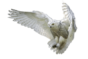 Owl Picture PNG Image