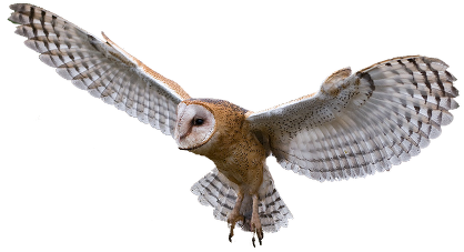 Owl Png Image - Images Owls, Transparent background PNG HD thumbnail