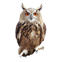 Images Owls Png Hd - Owl Png Picture Png Image, Transparent background PNG HD thumbnail