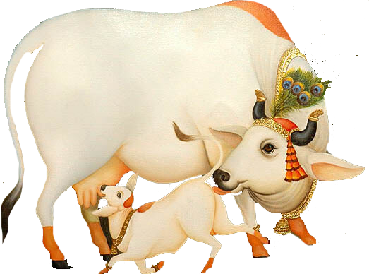 Indian Cow With Krishna Png - Kamdhenu Gau Shala, Transparent background PNG HD thumbnail