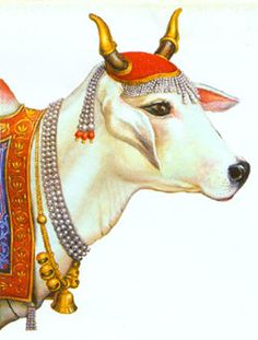 Sacred And Happy Cow - Indian Cow With Krishna, Transparent background PNG HD thumbnail