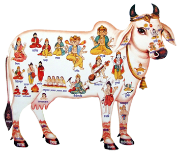 To Teach By Example, Sri Krishna And Lord Balram Show Us When They Descend Into This World, How Important Is To Protect, Love And Serve Cows And Bulls. - Indian Cow With Krishna, Transparent background PNG HD thumbnail