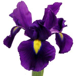 Iris flower against white, sc