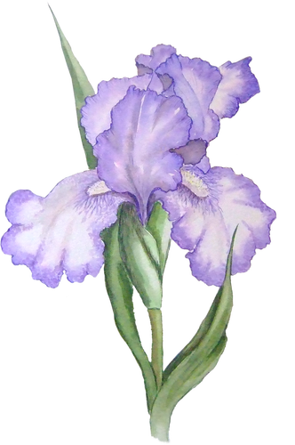 Free Transparent Png Files And Paint Shop Pro Tubes. Purple Irisiris Flowerspainted Hdpng.com  - Iris Flower, Transparent background PNG HD thumbnail