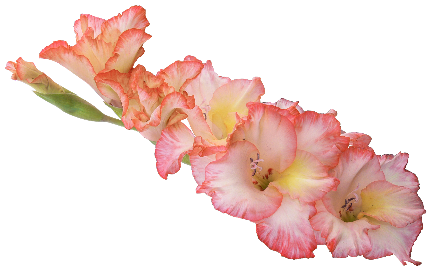 Gladiolus Png Hd - Iris Flower, Transparent background PNG HD thumbnail