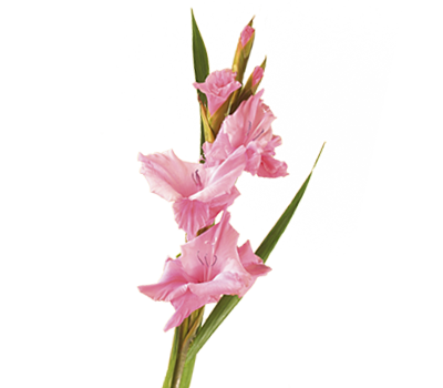Gladiolus Png Transparent Image - Iris Flower, Transparent background PNG HD thumbnail