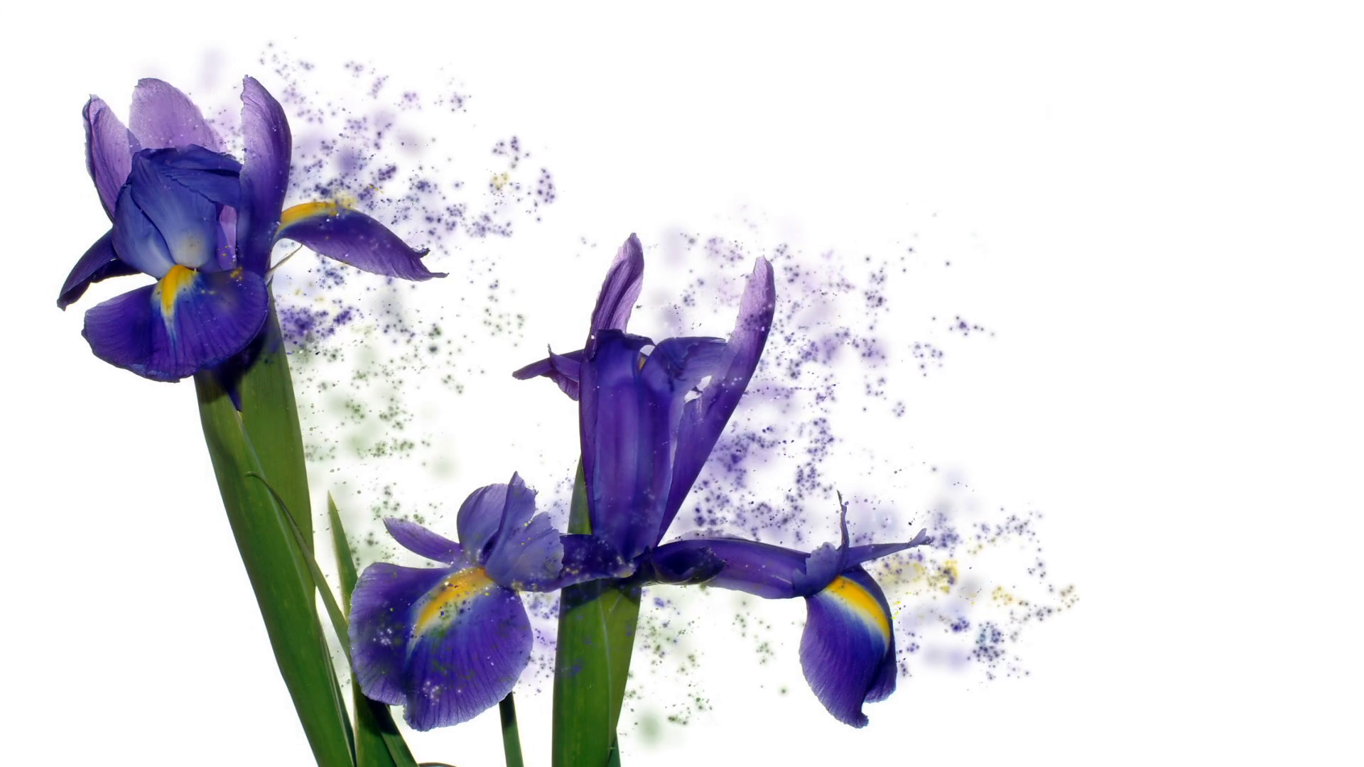 Blue iris flower bouquet for 