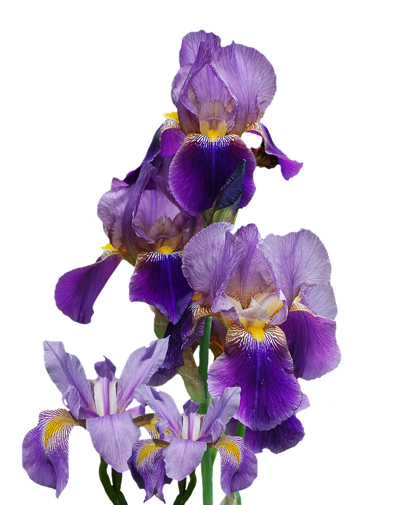 Pale blue Dutch Iris flowers 