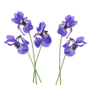 Iris Group - Iris Flower, Transparent background PNG HD thumbnail