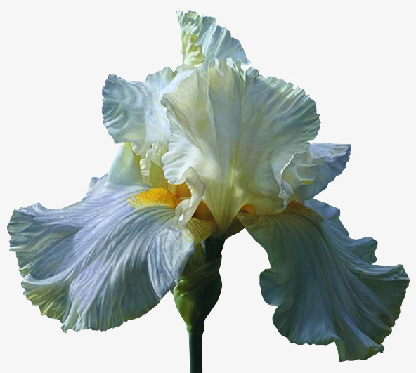 Iris Matting Free Hd, Iris, White, Plant Png Image And Clipart - Iris Flower, Transparent background PNG HD thumbnail
