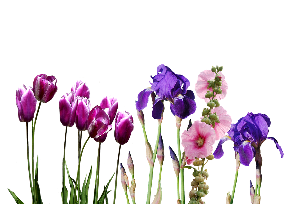 Iris, Tulips, Flowers, Nature, Violet - Iris Flower, Transparent background PNG HD thumbnail