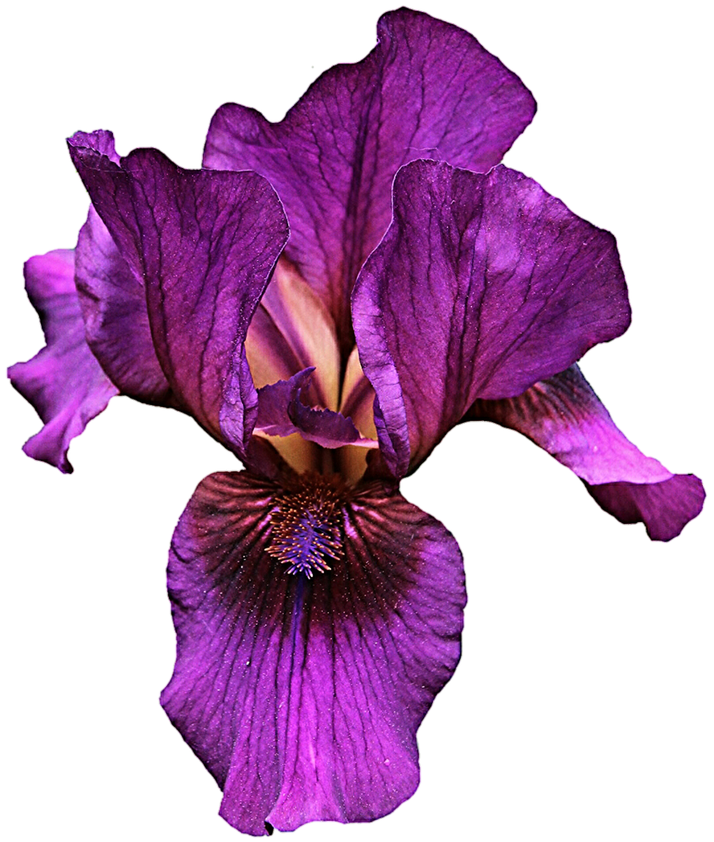 Iris Versicolor Violet Flower Light   Purple Flower 1024*1208 Transprent Png Free Download   Iris Family, Iris, Plant. - Iris Flower, Transparent background PNG HD thumbnail