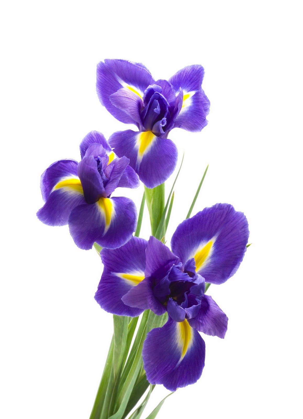 Nice Images Collection: Iris Desktop Wallpapers - Iris Flower, Transparent background PNG HD thumbnail
