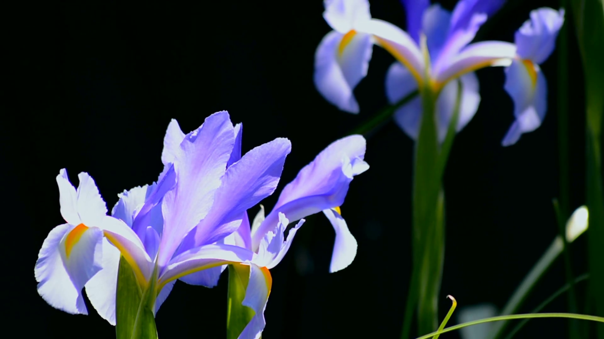 Pale Blue Dutch Iris Flowers Close Up In Natural Garden Setting. Stock Video Footage   Videoblocks - Iris Flower, Transparent background PNG HD thumbnail