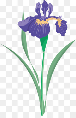 Png - Iris Flower, Transparent background PNG HD thumbnail