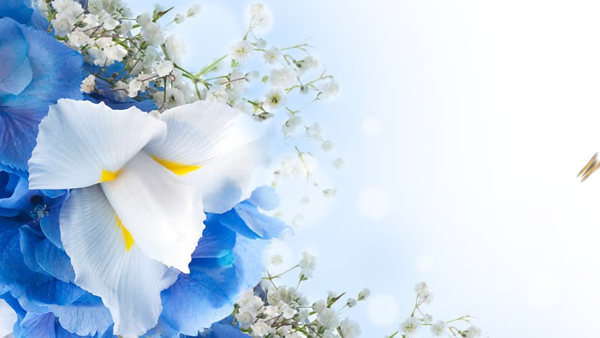 Visually Similar - Iris Flower, Transparent background PNG HD thumbnail