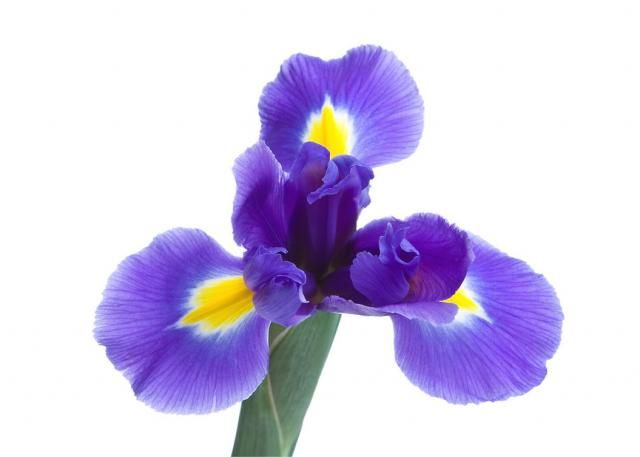 Within The Iris Flower Gallery Album You Will Find Quite A Few (Total Of Pictures That You Can Discover, Discuss U0026 Give Your Opinion On. - Iris Flower, Transparent background PNG HD thumbnail