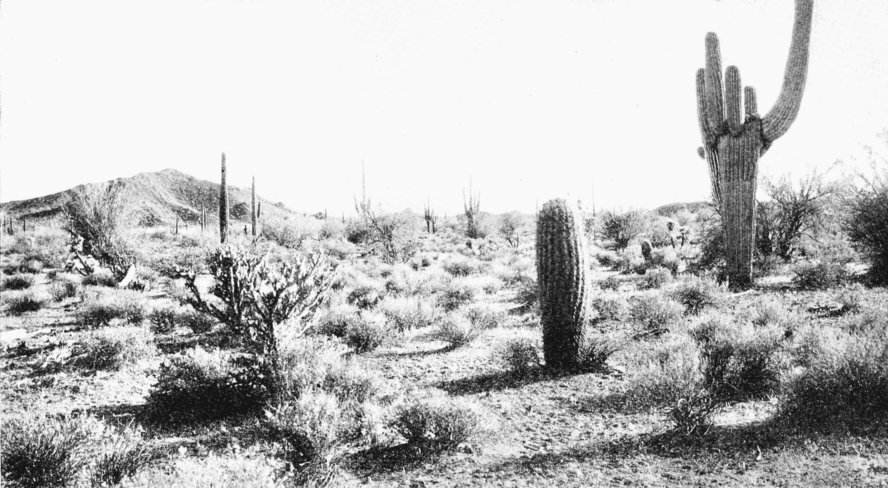 File:psm V66 D110 Arizona Desert Scene Without Irrigation.png - Irrigation Black And White, Transparent background PNG HD thumbnail