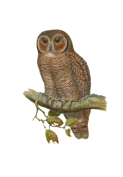 Bird, Owl, Animal, Vintage, Isolated, Png - Isolated, Transparent background PNG HD thumbnail