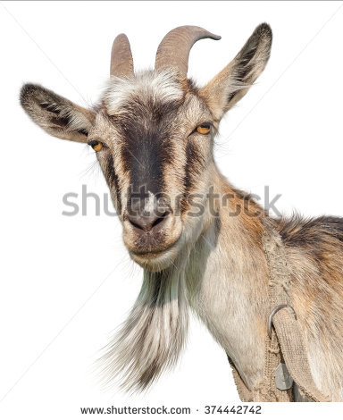 Goat Isolated On A White Background. Transparent Png File Available - Isolated, Transparent background PNG HD thumbnail