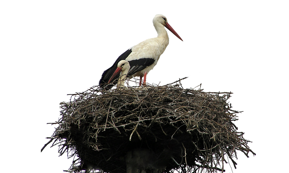 Isolated, White, Stork, Nest, Bird, Nature, Wildlife - Isolated, Transparent background PNG HD thumbnail