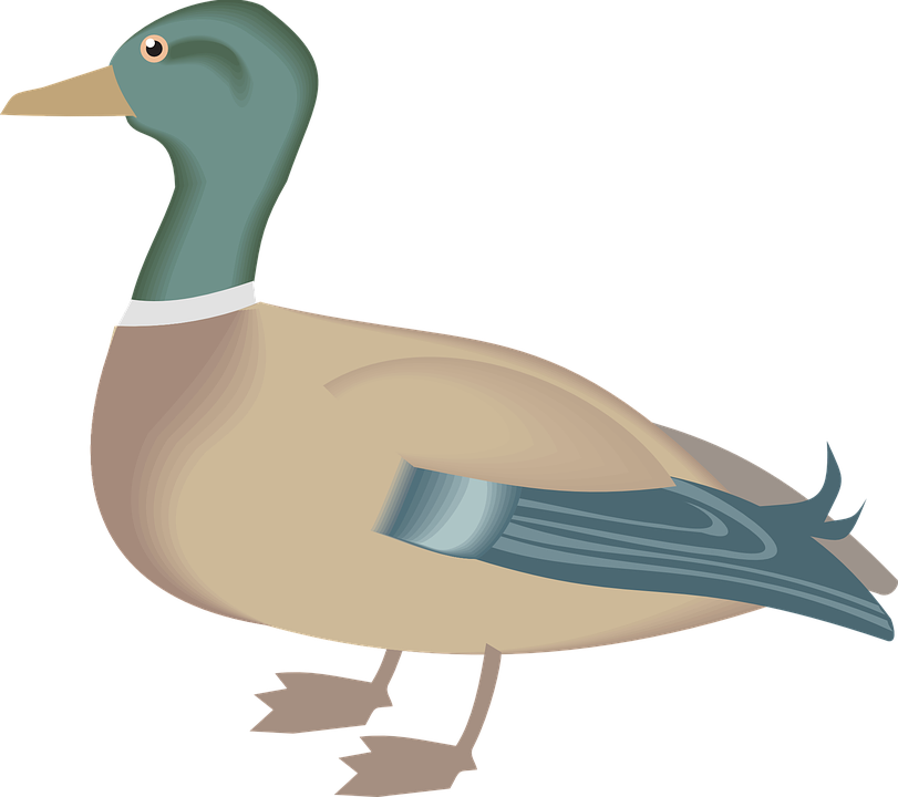 Gambar Vektor Gratis: Bebek, Burung, Hewan, Paruh, Bulu   Gambar Gratis Di Pixabay   46342 - Itik, Transparent background PNG HD thumbnail