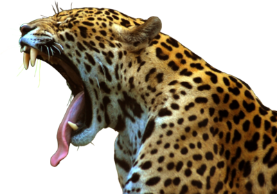 Jaguar Png File - Jaguar, Transparent background PNG HD thumbnail