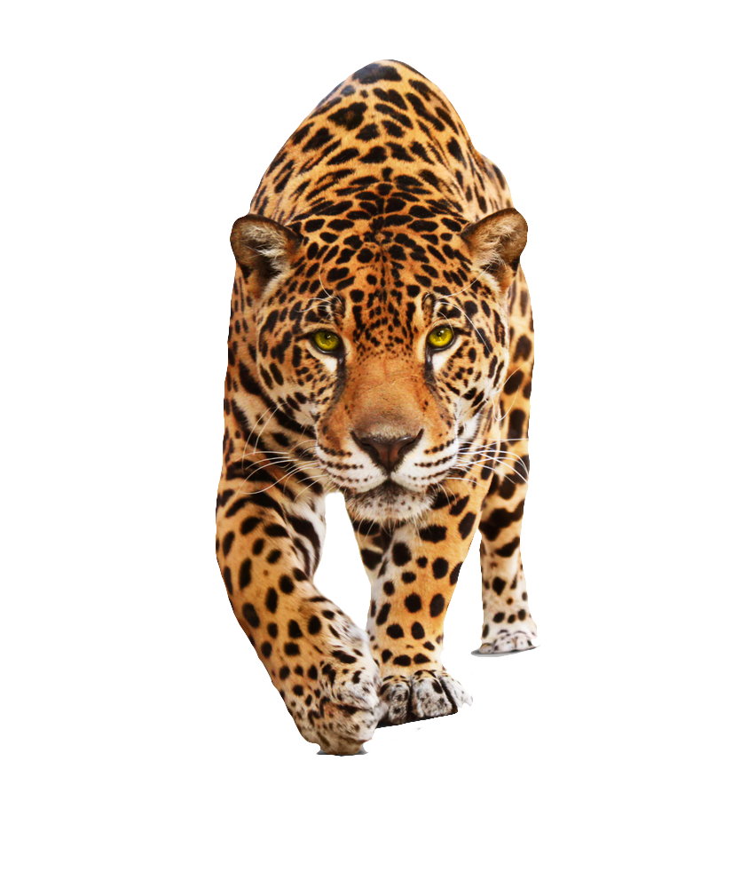 Jaguar PNG File