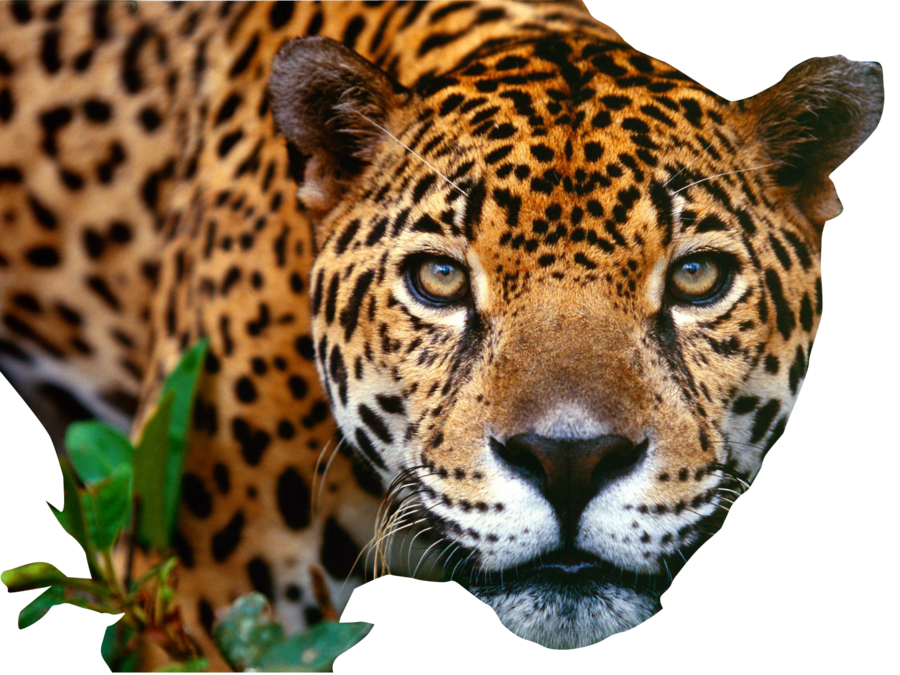 Jaguar Png Hd PNG Image