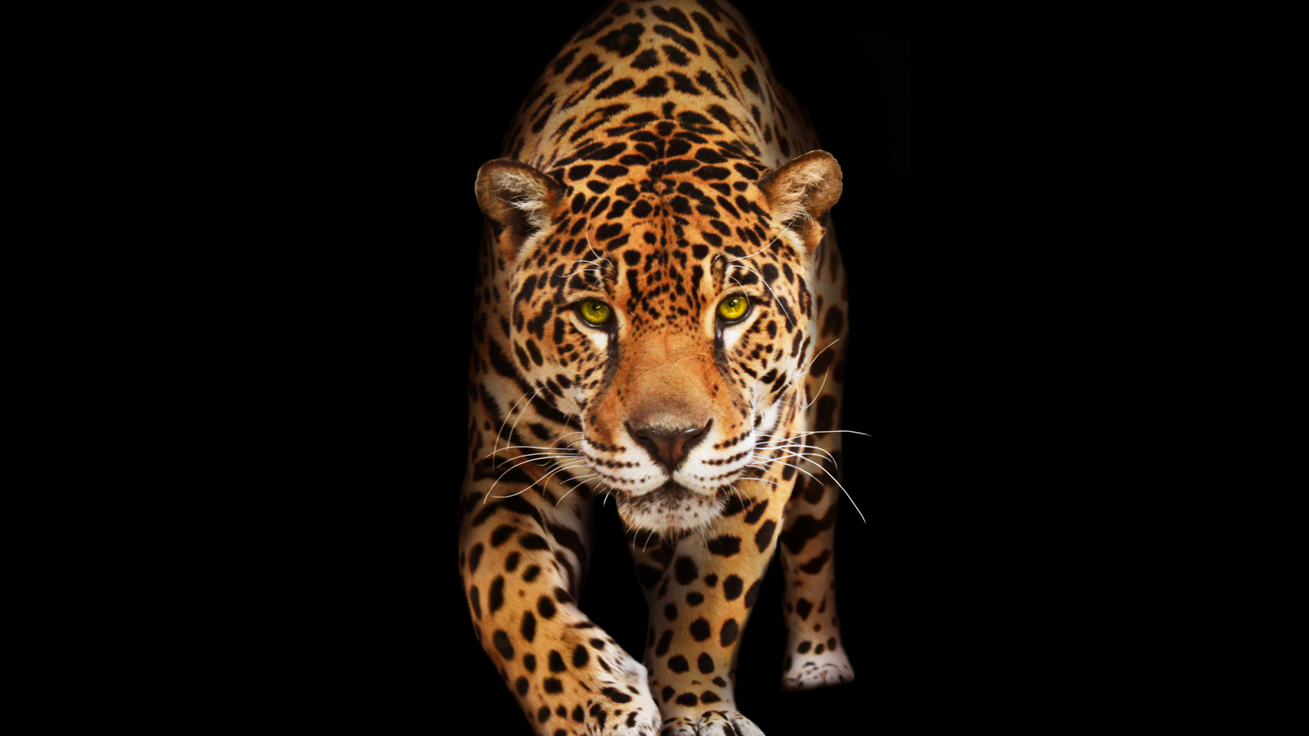 Jaguar Png Pic PNG Image