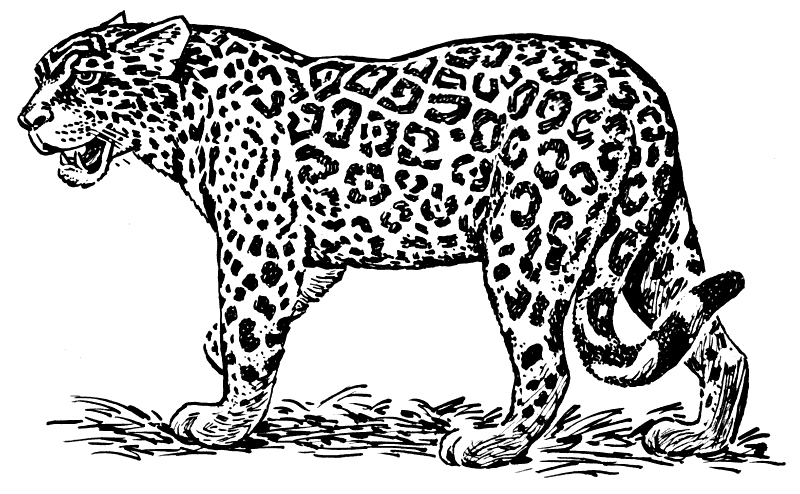 Jaguar logo black and white P