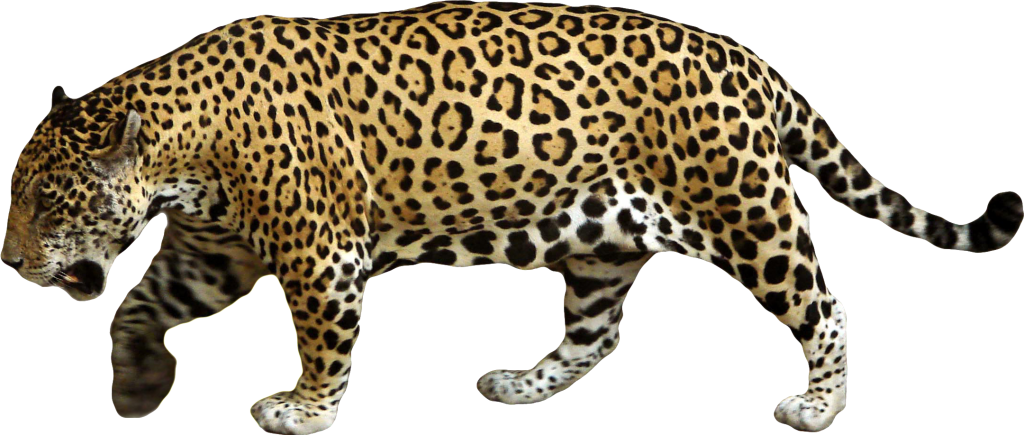 Download · animals · jaguar