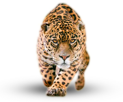 Jaguar Png - Jaguar, Transparent background PNG HD thumbnail