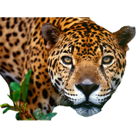 Jaguar Png Image Png Image - Jaguar, Transparent background PNG HD thumbnail