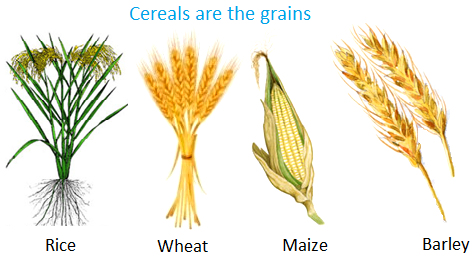 Jowar Plant Png - Cereals Are The Grains, Transparent background PNG HD thumbnail