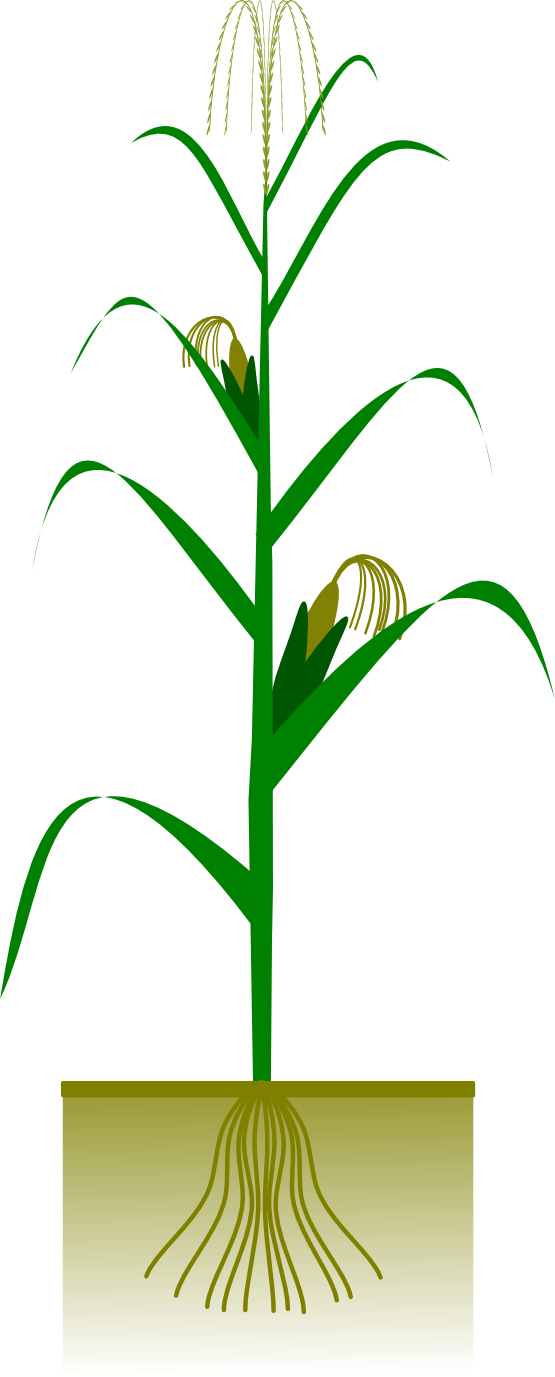 Corn Plant Clipart - Jowar Plant, Transparent background PNG HD thumbnail