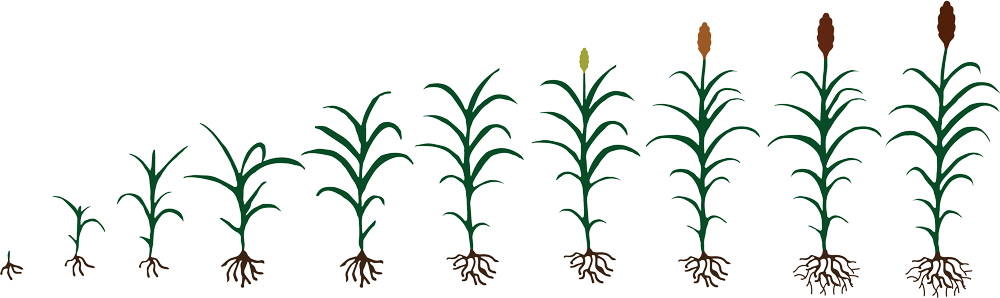 Growth And Development - Jowar Plant, Transparent background PNG HD thumbnail